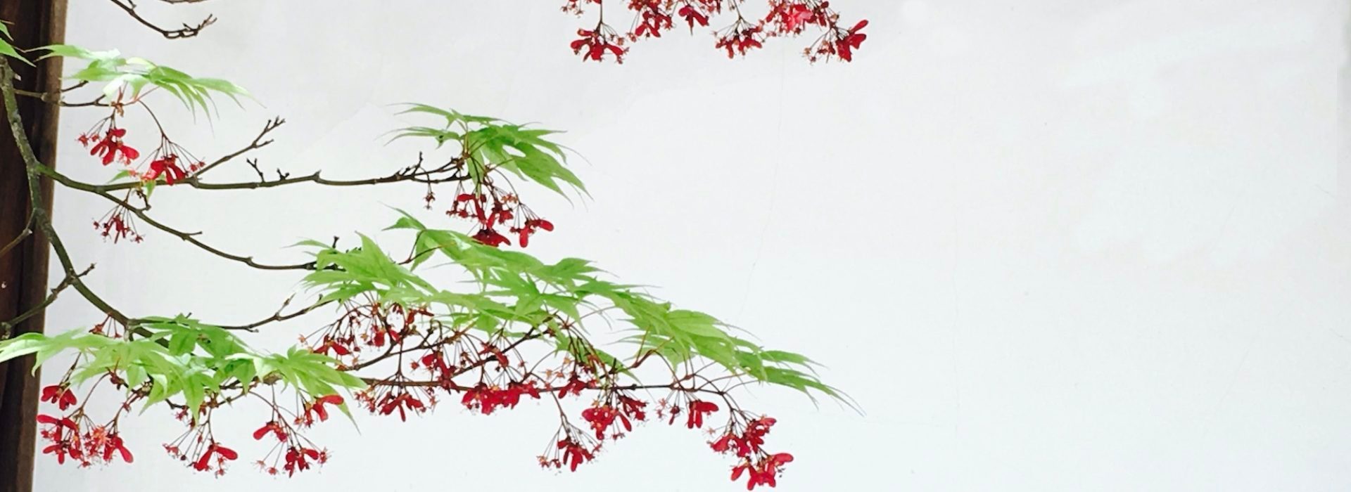 A branch of a Japanese Maple, with green leaves and red seeds